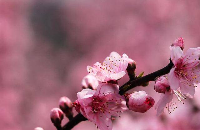 紫微斗数十大富贵命格 墙外桃花八字里的桃花出现在年支或日支为墙内桃花
