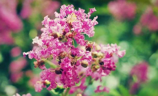 茗腾茶叶|紫薇花的花卉植物之藤本一类