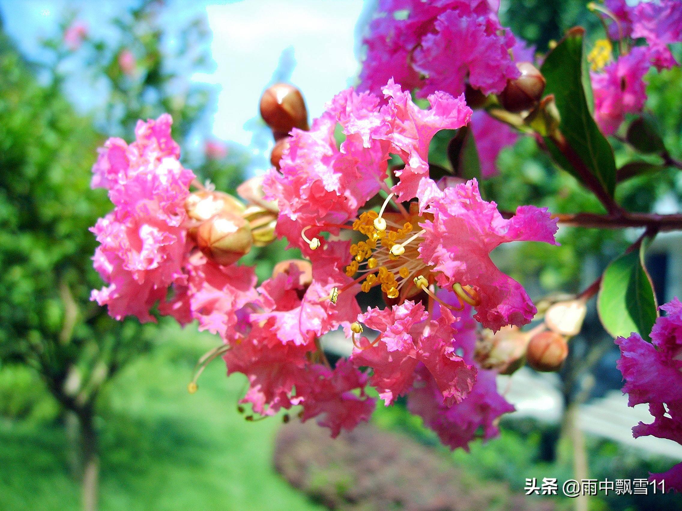 紫薇：怕痒树的美丽与养护要点，花期长适合庭院陆地养殖