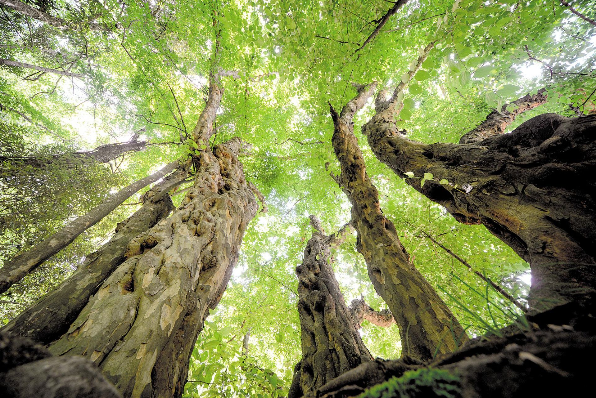 岁建十二神之岁破：大耗、龙德、白虎星曜介绍及禁忌